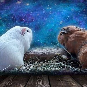 Meet your Posher, Phyllis